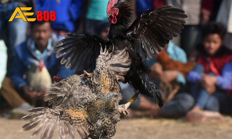 One88 cung cấp các trò chơi chất lượng cao và hấp dẫn - One88
