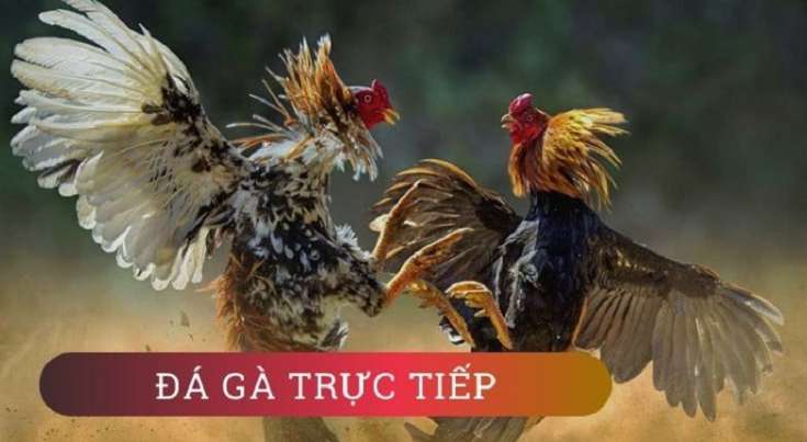 Eu88 cần được cải thiện - Eu88