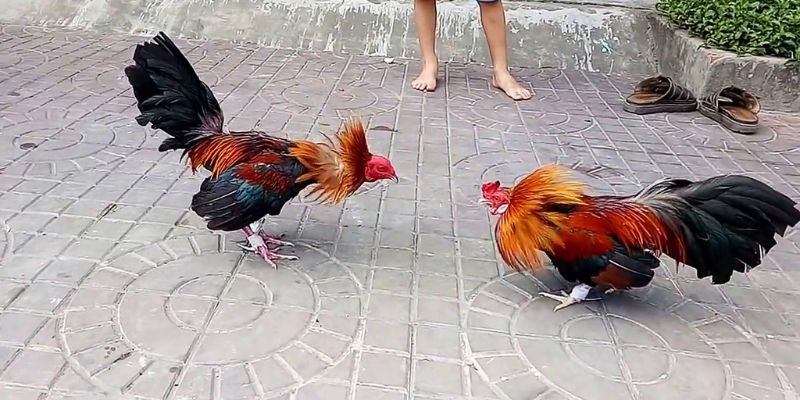 Tại sao nên chọn cá cược đá gà tại Công ty Pk88 Gaming? - Pk88