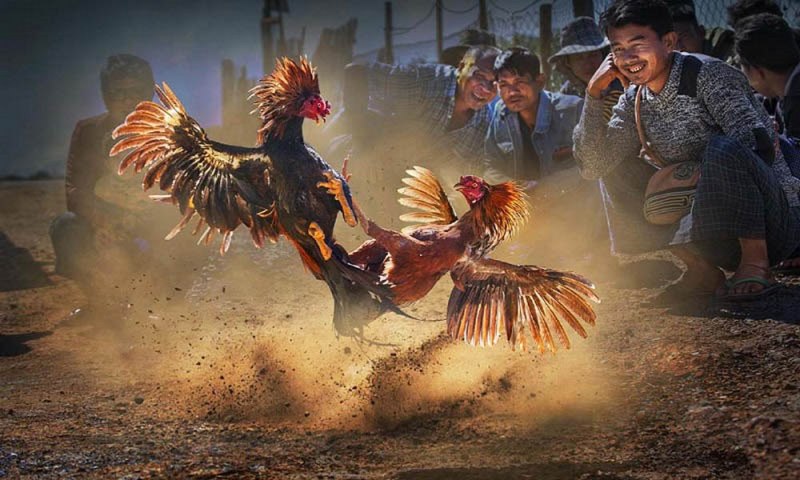 Một trò chơi trực tuyến đạt chuẩn Vnbet, dễ chơi trên thiết bị di động - Vnbet